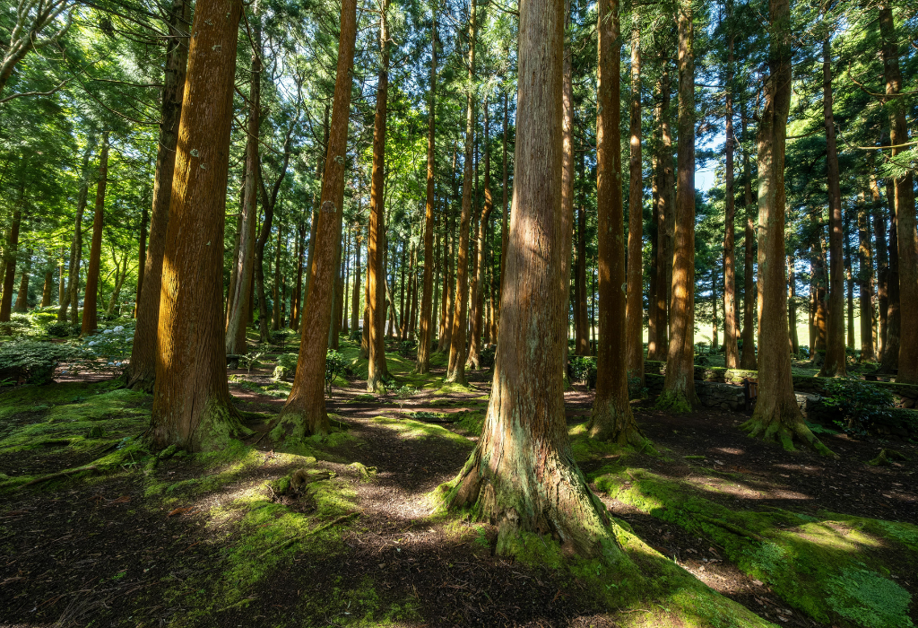 Natuurlijke materialen met houten meubels van acaciahout, essenhout en mangohout in Japandi stijl